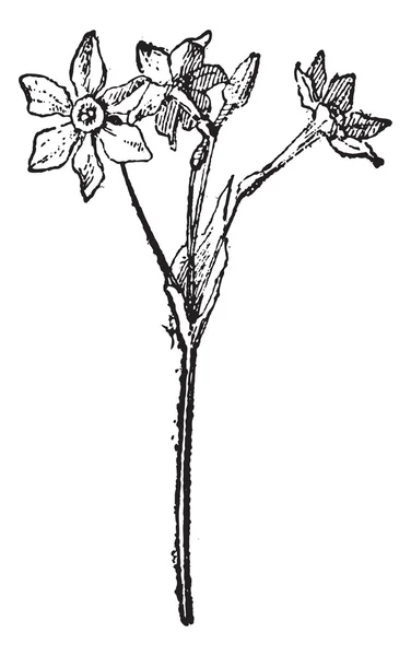 Daffodil ou Narcisse, gravure vintage . — Image vectorielle