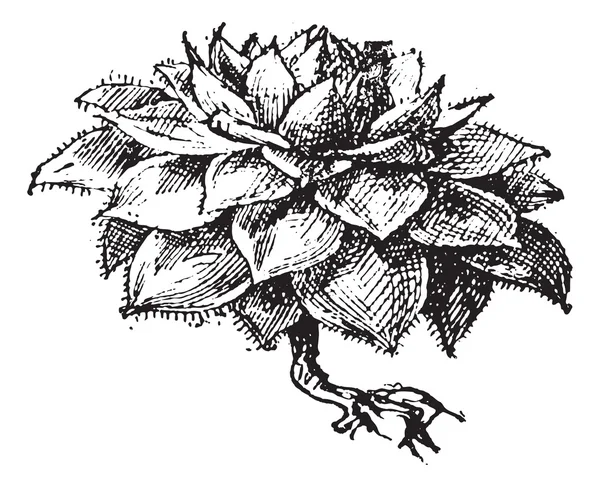 Houseleek o Sempervivum sp., grabado vintage — Archivo Imágenes Vectoriales