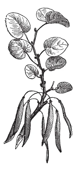 Дерево Юди (Cercis siliquastrum) ізольовано на білому, вінтажному енгра — стоковий вектор