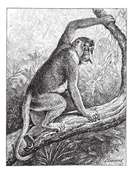 Macaco Kahau ou proboscis (Nasalis larvatus), gravura vintage . —  Vetores de Stock