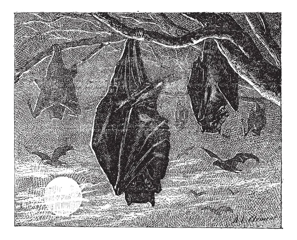 Kalong veya büyük uçan tilki (pteropus vampyrus), vintage engravin — Stok Vektör