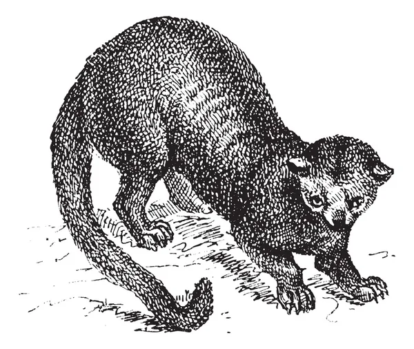 Kinkajou (Potos flavus) or honey bear, vintage engraving. — Stock Vector
