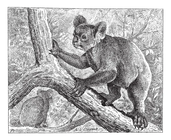 Koala, vintage engraving. — Stock Vector