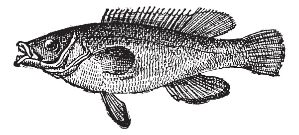 Koekoek wrasse of labrus mixtus, vintage gravure — Stockvector