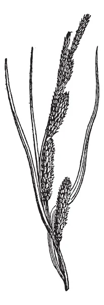 Sedge o Cyperaceae, grabado vintage . — Archivo Imágenes Vectoriales