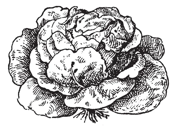 Lettuce (Lactuca sativa), vintage engraving. — Stock Vector
