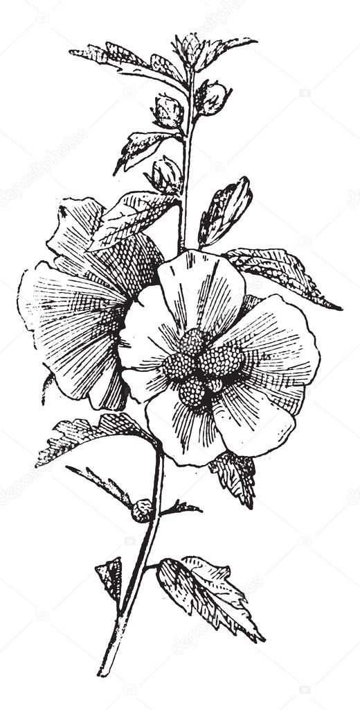 Hibiscus (hisbiscus syriacus), vintage engraving.