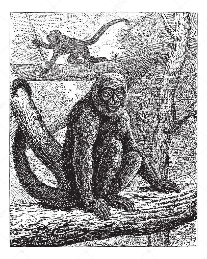 Humboldt's Woolly Monkey or common woolly monkey, vintage engrav