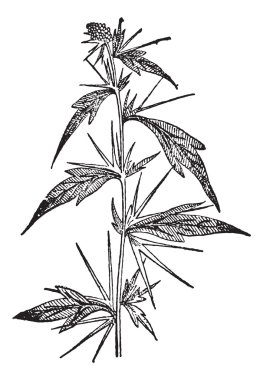 cockleburs (xanthium), antika gravür.