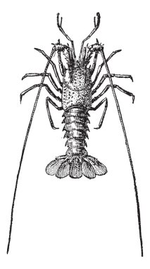 kerevit veya crawdads, antika gravür.