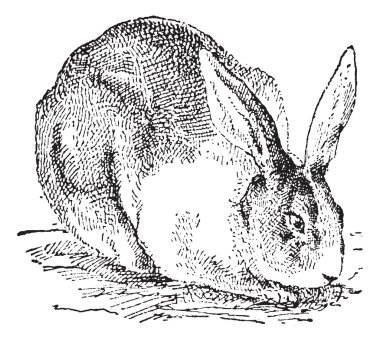 Rabbit, vintage engraving. clipart