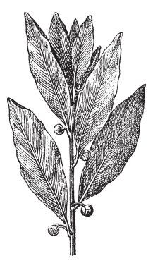 Bay defne veya laurus nobilis, antika gravür