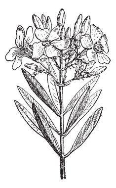 zakkum veya nerium oleander, antika gravür