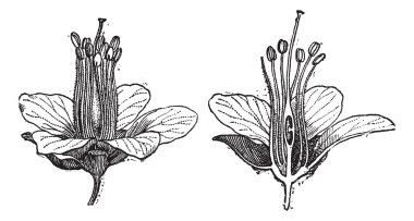 logwood veya haematoxylum campechianum, antika gravür