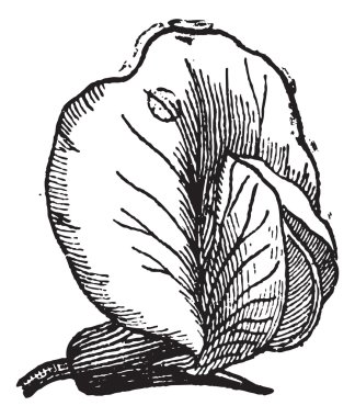 Pea or Pisum sativum, vintage engraving clipart