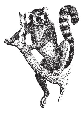 Ring-Tailed lemur veya lemur catta, antika gravür