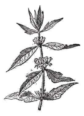 Motherwort veya leonurus cardiaca, antika gravür