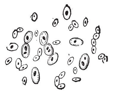 bira mayası veya saccharomyces cerevisiae, antika gravür