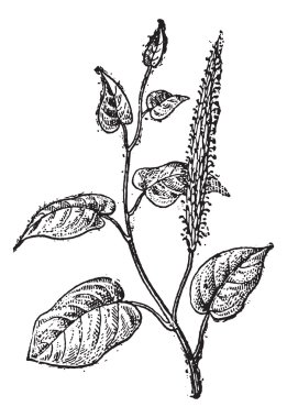 kertenkele kuyruğu ya da saururus cernuus, antika gravür