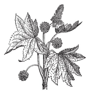 oryantal sığla ağacı veya liquidambar orientalis, antika gravür
