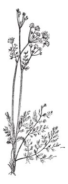 selâmotu veya levisticum officinale, antika gravür