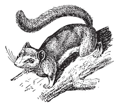 Fındık faresi veya glis glis, antika gravür
