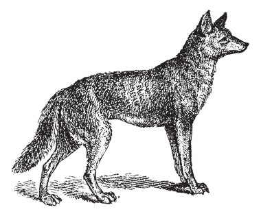 gri kurt veya canis lupus, antika gravür