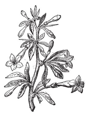Wolfberry (lycium europaeum) veya goji berry çiçek ve bitki, vin