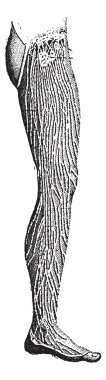 Lymphatic Vessels of the Leg, vintage engraving clipart