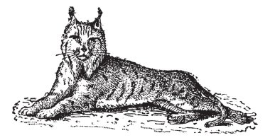 Vaşak veya Bobcat veya Lynx lynx, vintage oyma