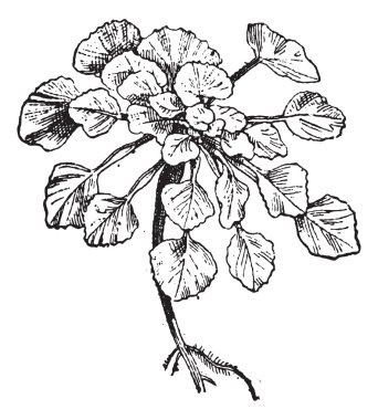 kestane veya trapa natans, antika gravür