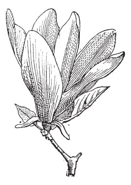 Manolya veya Manolya sp., antika gravür