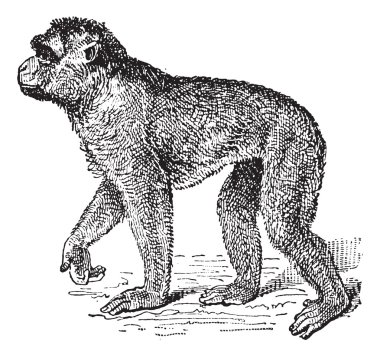 Berberi şebeği veya macaca sylvanus, antika gravür