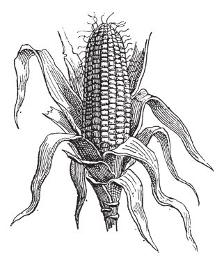 Mısır veya zea mays, antika gravür
