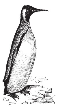 Penguen veya spheniscidae, antika gravür
