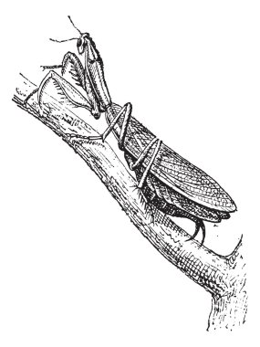Praying Mantis or Mantis religiosa, vintage engraving vector Praying Mantis or Mantis religiosa, vintage engraving vector