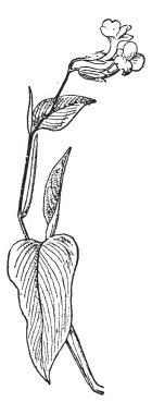 ararot veya maranta arundinacea, antika gravür