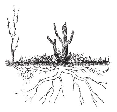 Natural Ground Layering by Sucker, vintage engraving clipart