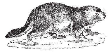 Marmot or Marmota sp., vintage engraving clipart