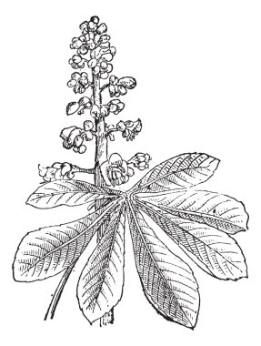 Hint kestane veya aesculus sp., antika gravür