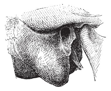 insan mastoid süreci, antika gravür