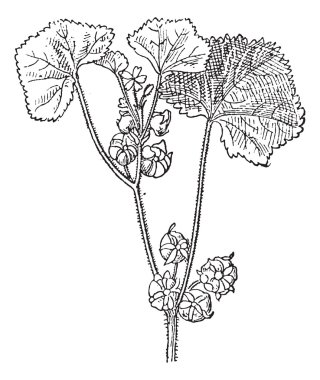 roundleaf ebegümeci veya malva neglecta, antika gravür
