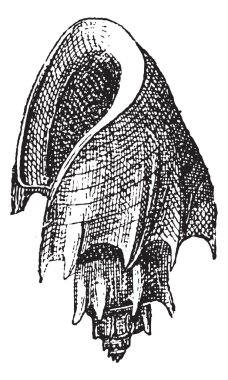 İbranice kıvrım veya voluta hebraea, antika gravür