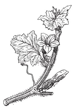 kavun veya cucumis melo, antika gravür