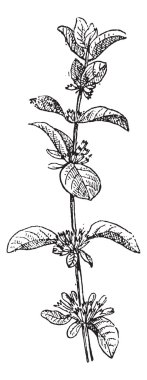 Avrupa Yarpuz veya mentha pulegium, antika gravür