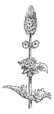 nane veya mentha spicata, antika gravür