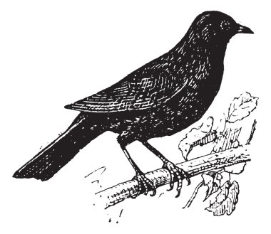 ortak karatavuk veya turdus merula, antika gravür