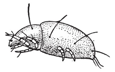 varroa destructor, antika gravür