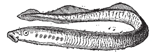 Enguias de lampreia ou de lampreia, gravura vintage . — Vetor de Stock