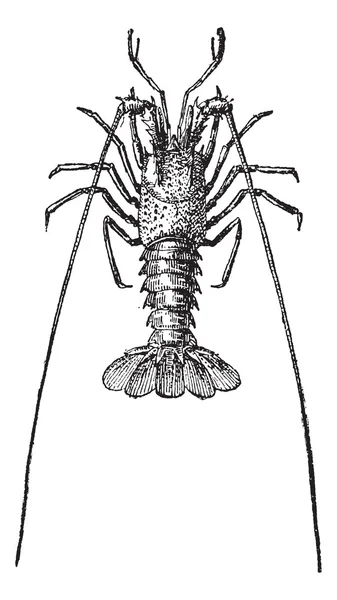 小龙虾或 crawdads，复古雕刻. — 图库矢量图片